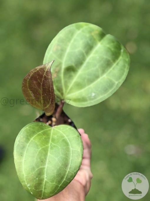 Hoya Sarawak with new growth - B