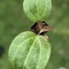 Hoya Sarawak with new growth - B