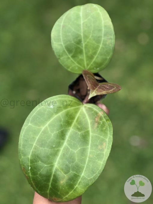 Hoya Sarawak with new growth - B