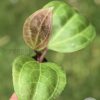 Hoya Sarawak with new growth - B