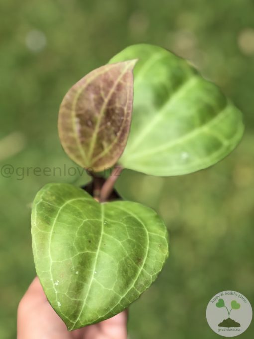 Hoya Sarawak with new growth - B