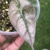 Alocasia Amazonica Pink Variegated