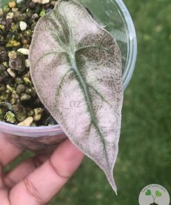 IMG_1598 Alocasia Amazonica Pink Variegated