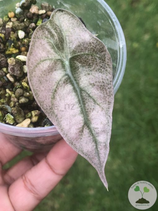 Alocasia Amazonica Pink Variegated