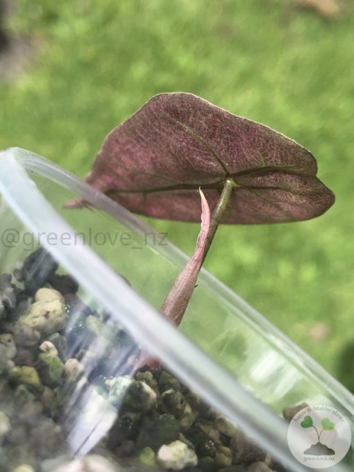 Alocasia Amazonica Pink Variegated