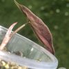 Alocasia Amazonica Pink Variegated