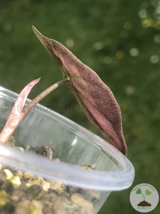 Alocasia Amazonica Pink Variegated