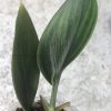 Scindapsus Treubii Dark