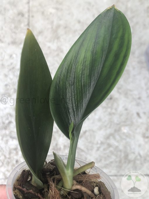 Scindapsus Treubii Dark