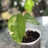 Variegated Chiapense