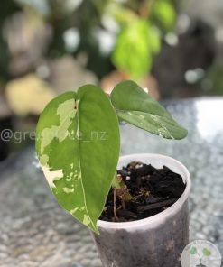Variegated Chiapense