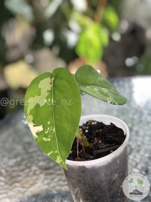 Variegated Chiapense