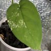 Variegated Chiapense