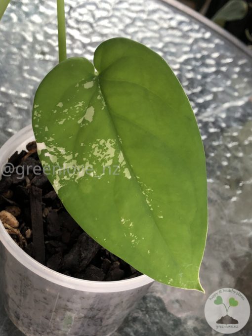 Variegated Chiapense