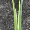 Variegated Chiapense - B