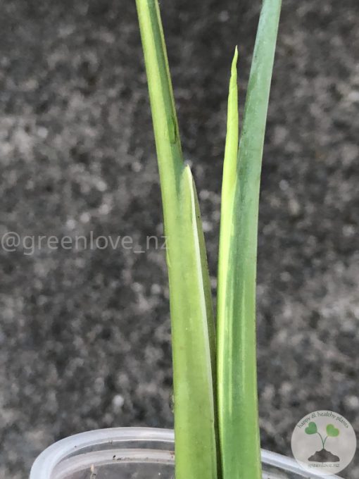 Variegated Chiapense - B
