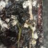 Variegated Chiapense - B