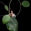 Hoya Latifolia NoID from @greenlove_nz