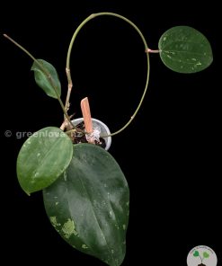 Hoya Latifolia NoID from @greenlove_nz