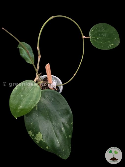 Hoya Latifolia NoID from @greenlove_nz