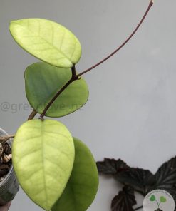 Hoya fungii