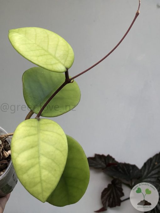 Hoya fungii