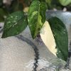 Variegated Chiapense - B