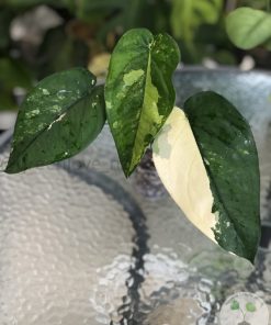 IMG_7265 Variegated Chiapense - B