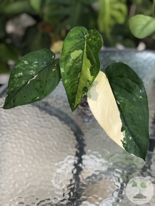 Variegated Chiapense - B