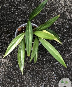Epipremnum Amplissimum Variegated
