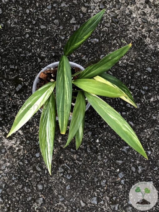Epipremnum Amplissimum Variegated