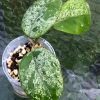 Hoya Obovata Hybrid