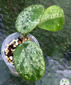 Hoya Obovata Hybrid