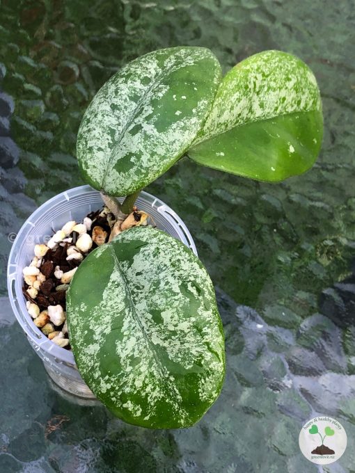Hoya Obovata Hybrid