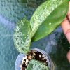 Hoya Obovata Hybrid