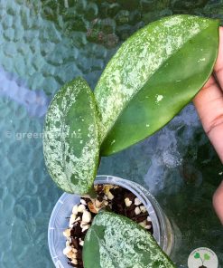 Hoya Obovata Hybrid