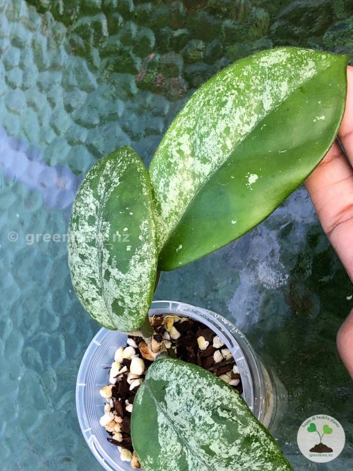 Hoya Obovata Hybrid