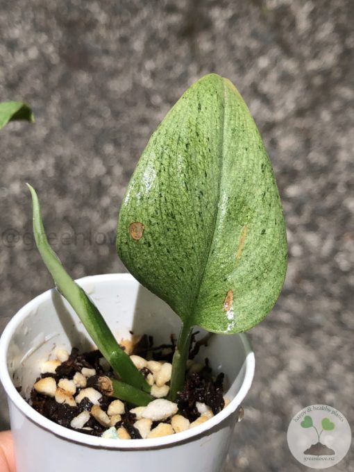 Rare Scindapsus moonlight mint variegata
