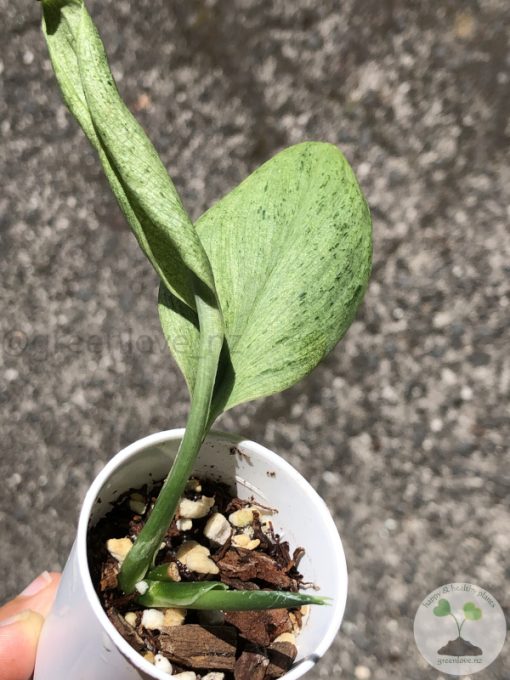 Rare Scindapsus moonlight mint variegata