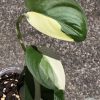 Scindapsus Jade Satin albo (halfmoon)