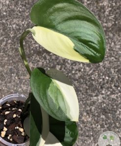 Scindapsus Jade Satin albo (halfmoon)
