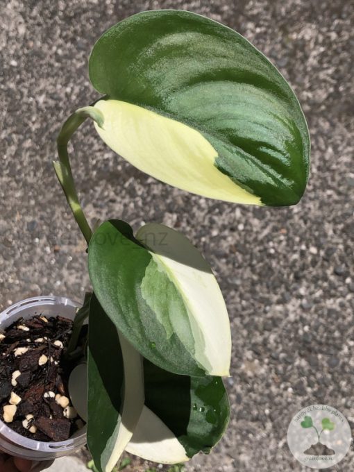 Scindapsus Jade Satin albo (halfmoon)