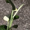 Scindapsus Jade Satin albo (halfmoon)