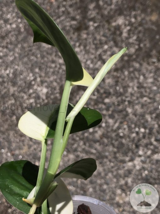 Scindapsus Jade Satin albo (halfmoon)