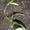 Scindapsus Jade Satin albo (halfmoon)