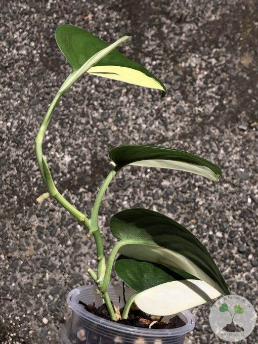 Scindapsus Jade Satin albo (halfmoon)