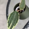 Hoya Latifolia Albo