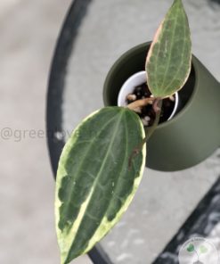 Hoya Latifolia Albo