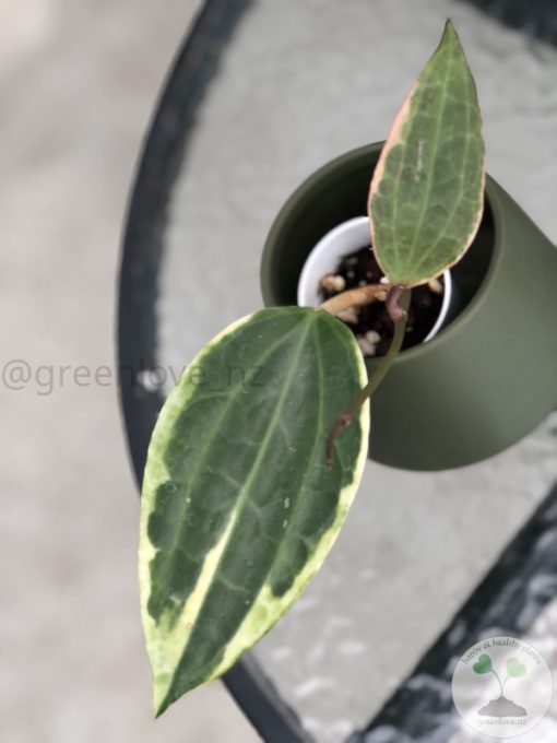Hoya Latifolia Albo