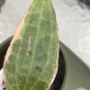 Hoya Latifolia Albo